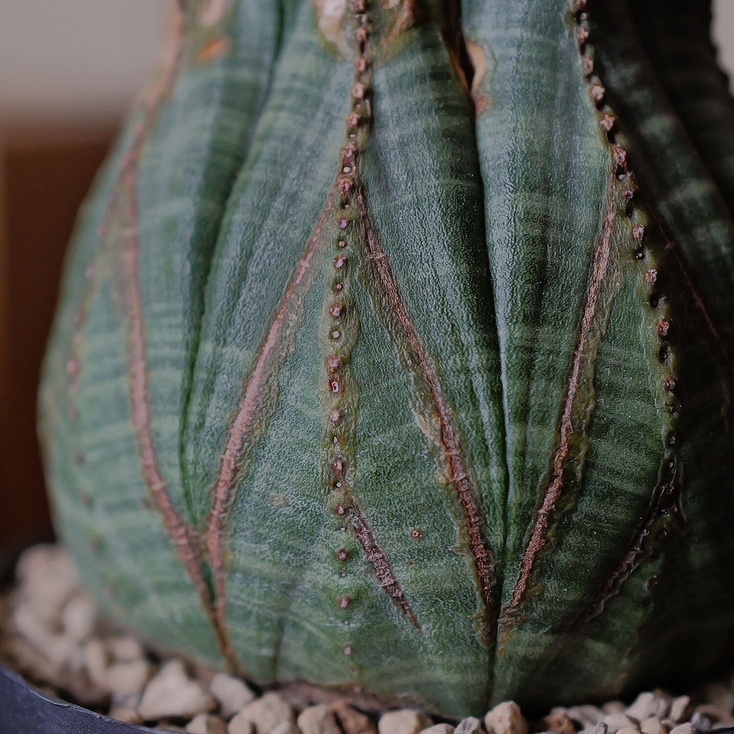 オス株 アローパターン ひょうたん型 マウンテン ラギット オベサ