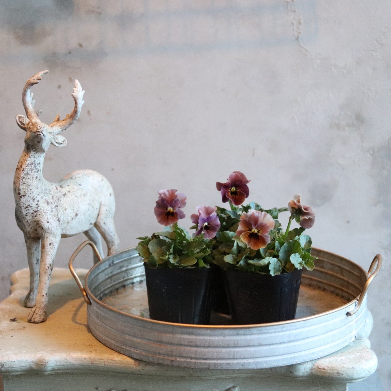 見元ビオラ　マルンマルン　冬から春にオススメのお花　よく咲く　シャビーシックにおすすめ