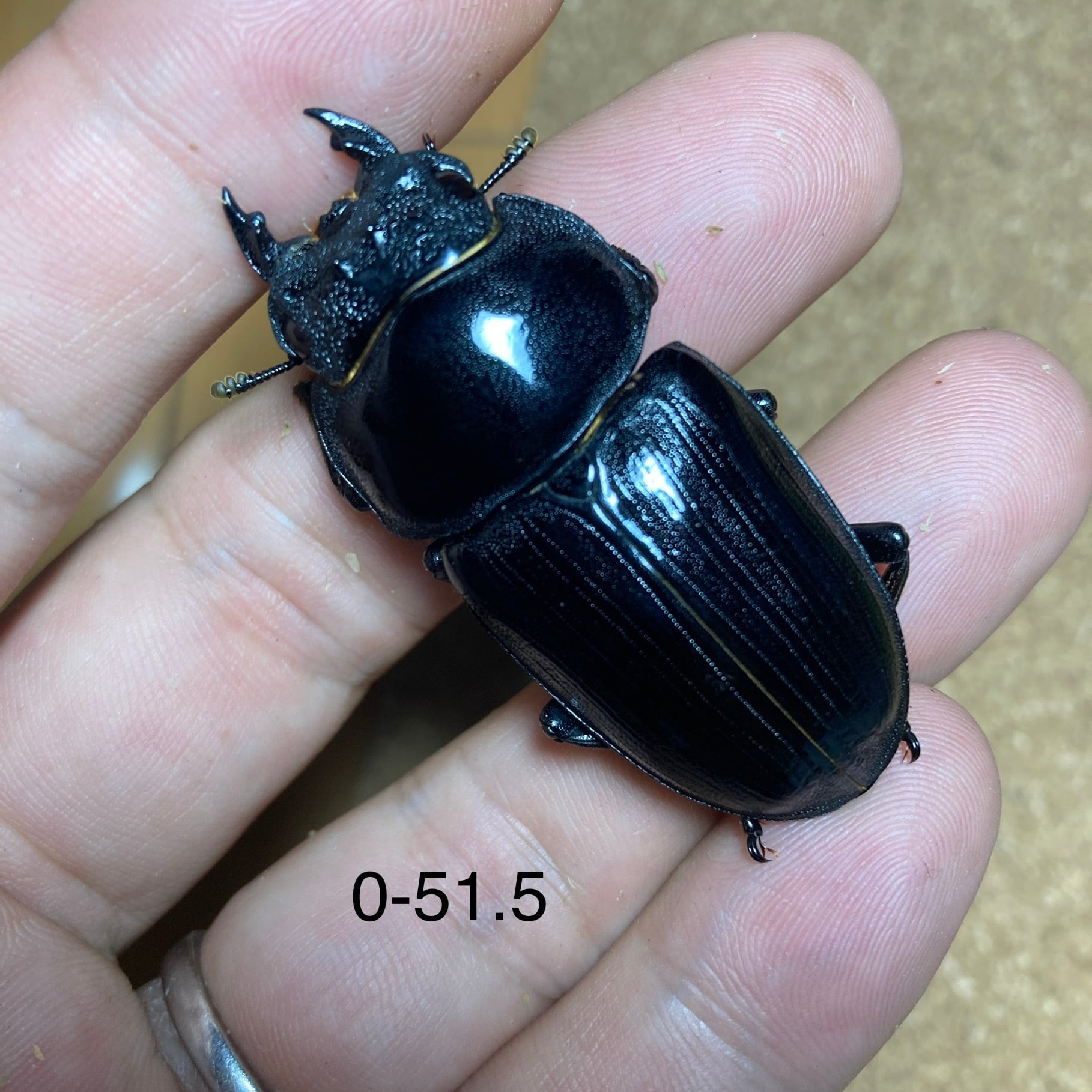 マツノ系統 87ミリ 久留米産オオクワガタ（訳アリ）