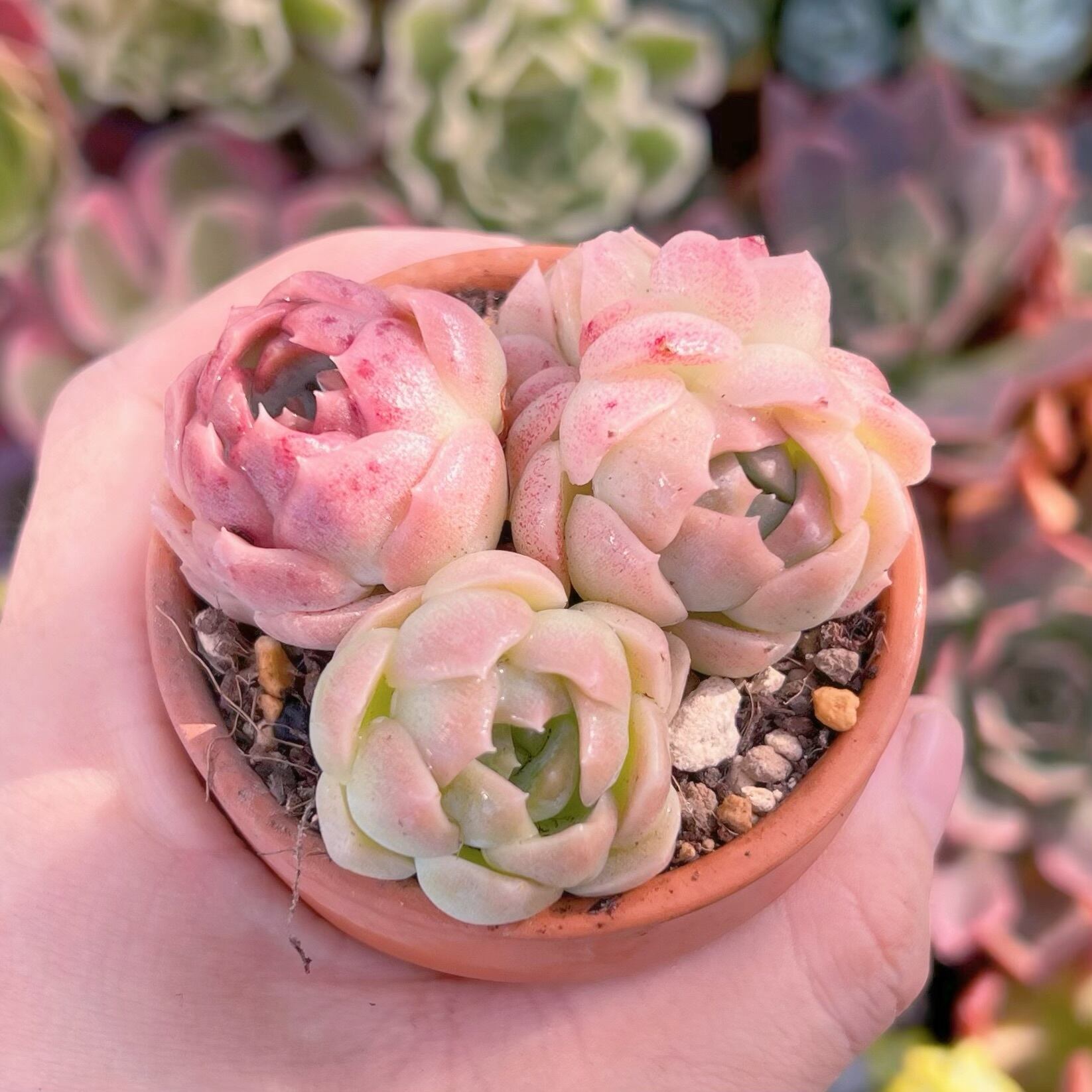 多肉植物 レア アニー 韓国苗 【公式通販】