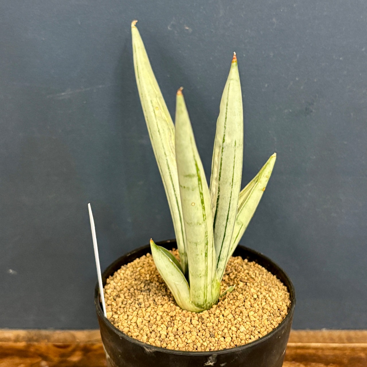 サンスベリア(サンセベリア)　アイスマン【1100】