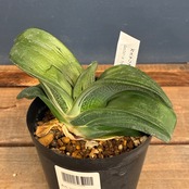 【クリアランス】ガステリア　荒磯臥牛【618】【再撮影】【▼】