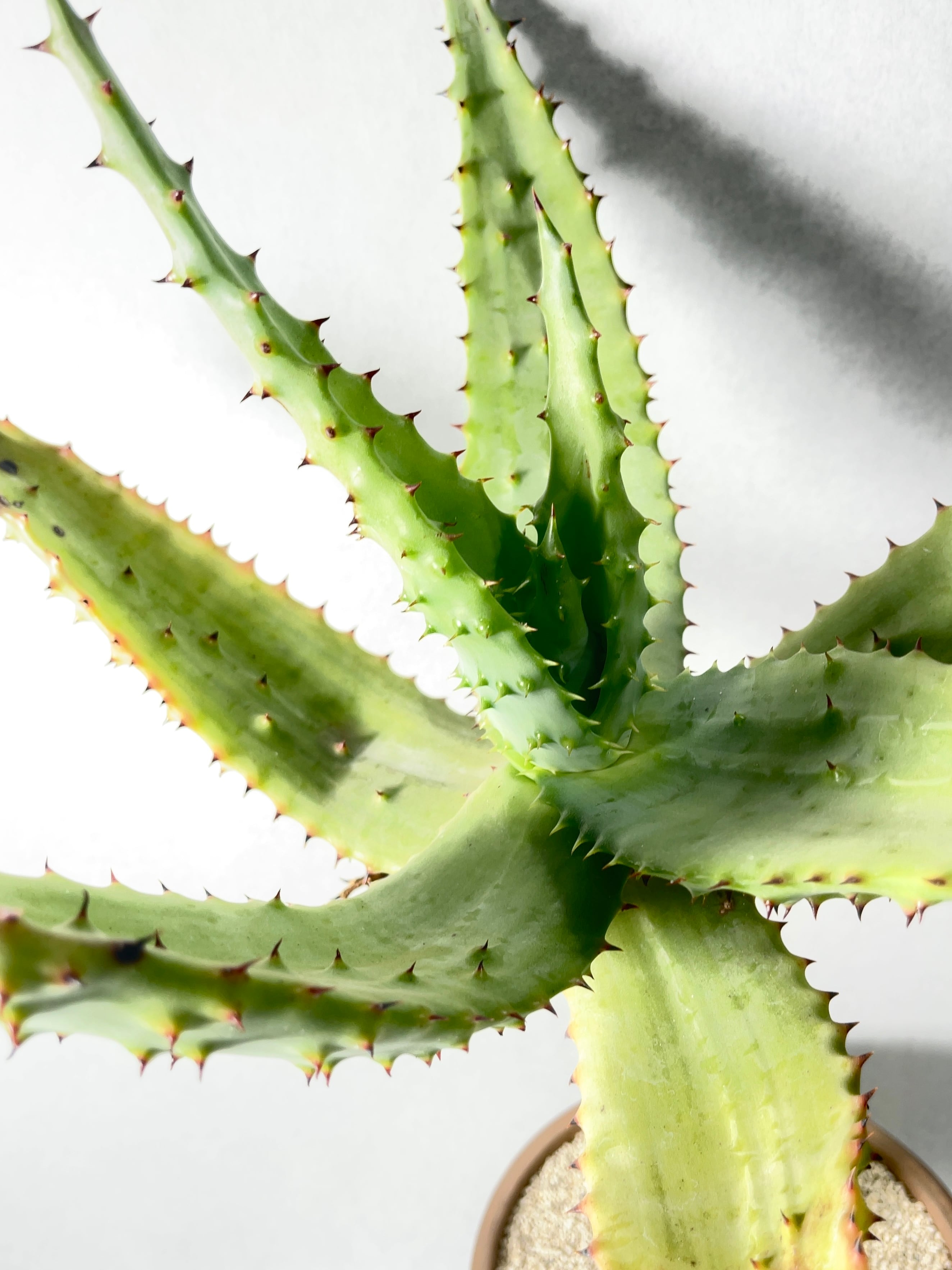 アロエ・マルロシー・大 アロエ・マルロシィ | あなたのコレクションに唯一無二の植物