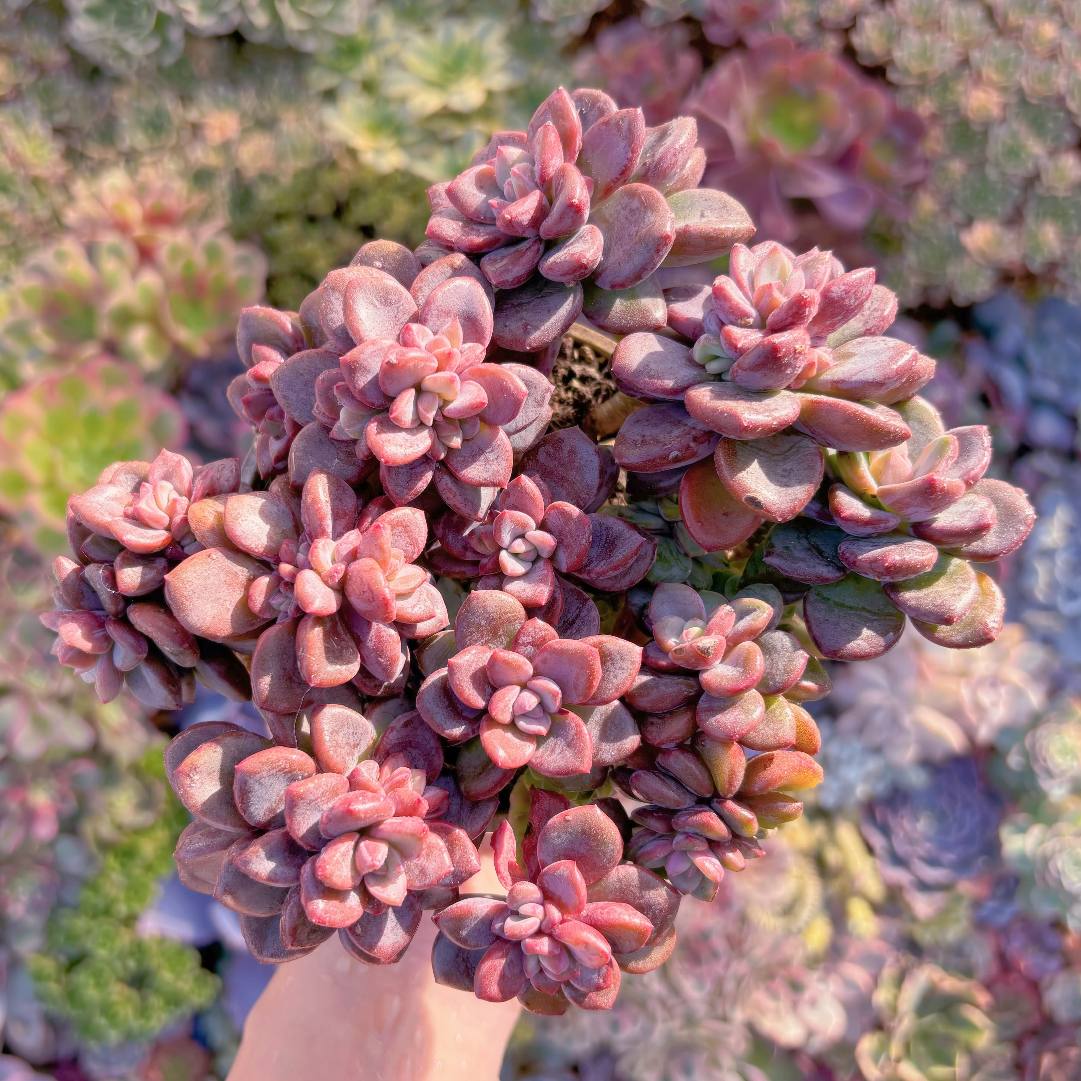 現品　松露#A097　大群生　希少　在庫僅少　直径約18cm　新入荷　るる農園