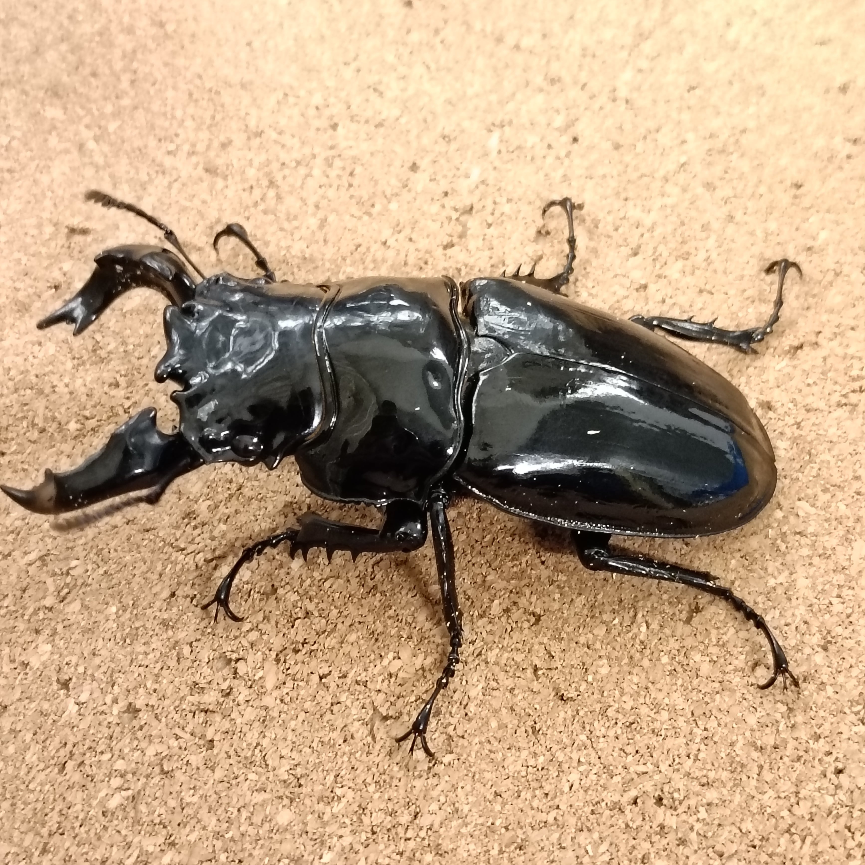 タランドゥスオオツヤクワガタ ♂ 79.0mm | カブクワショップ横浜