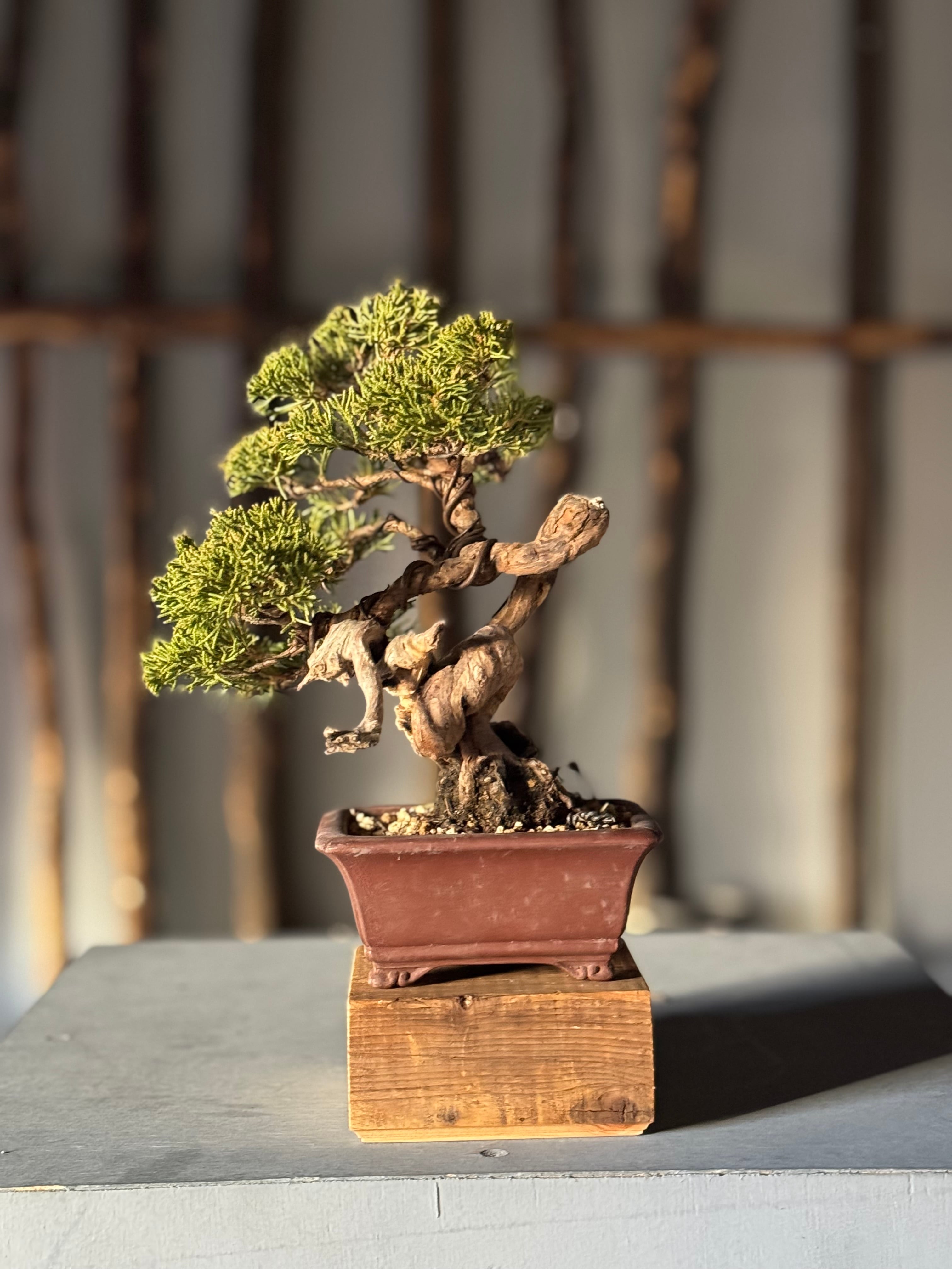 【新作】糸魚川真柏【極上の盆栽】