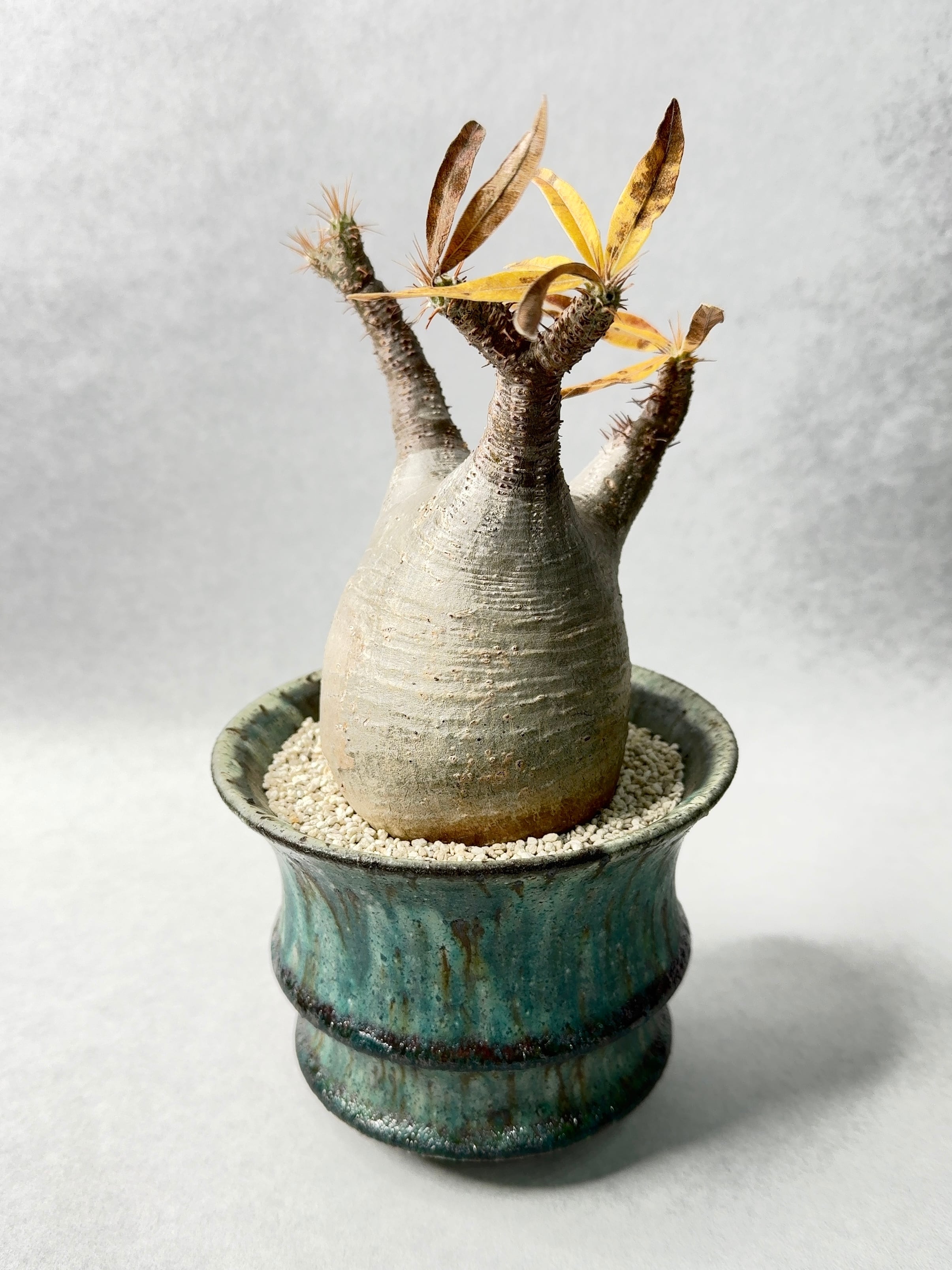 7.パキポディウム・グラキリス | trigger