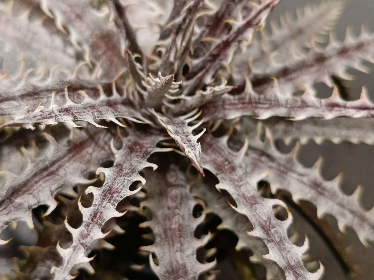 脇芽アリ】アロカシア ワトソニアナ ピンク斑入り Alocasia watsoniana
