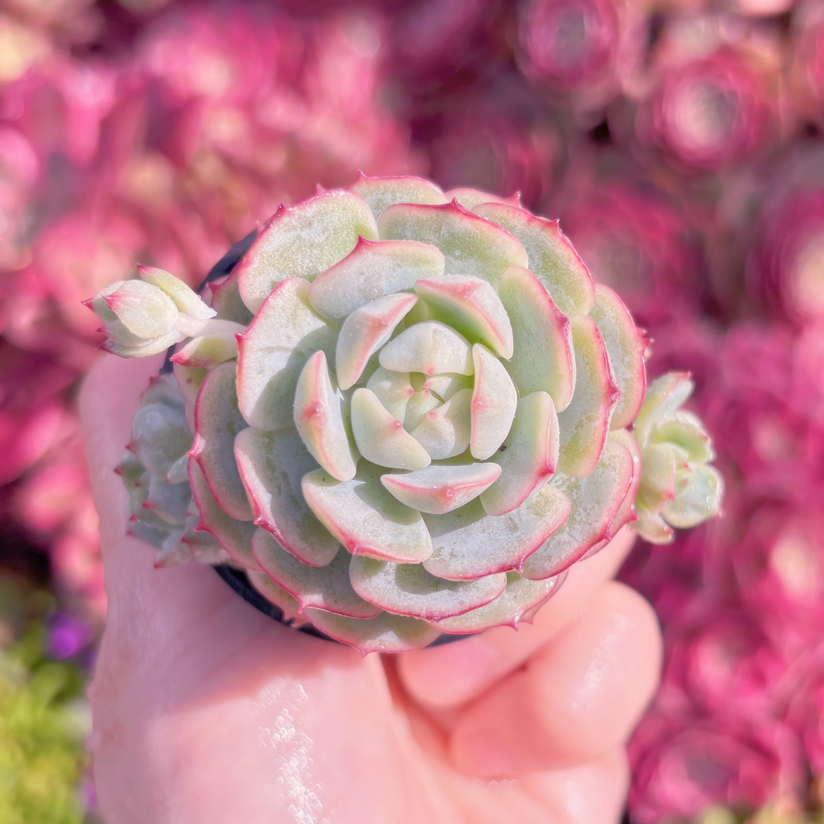 多肉植物　船長　新入荷　るる農園