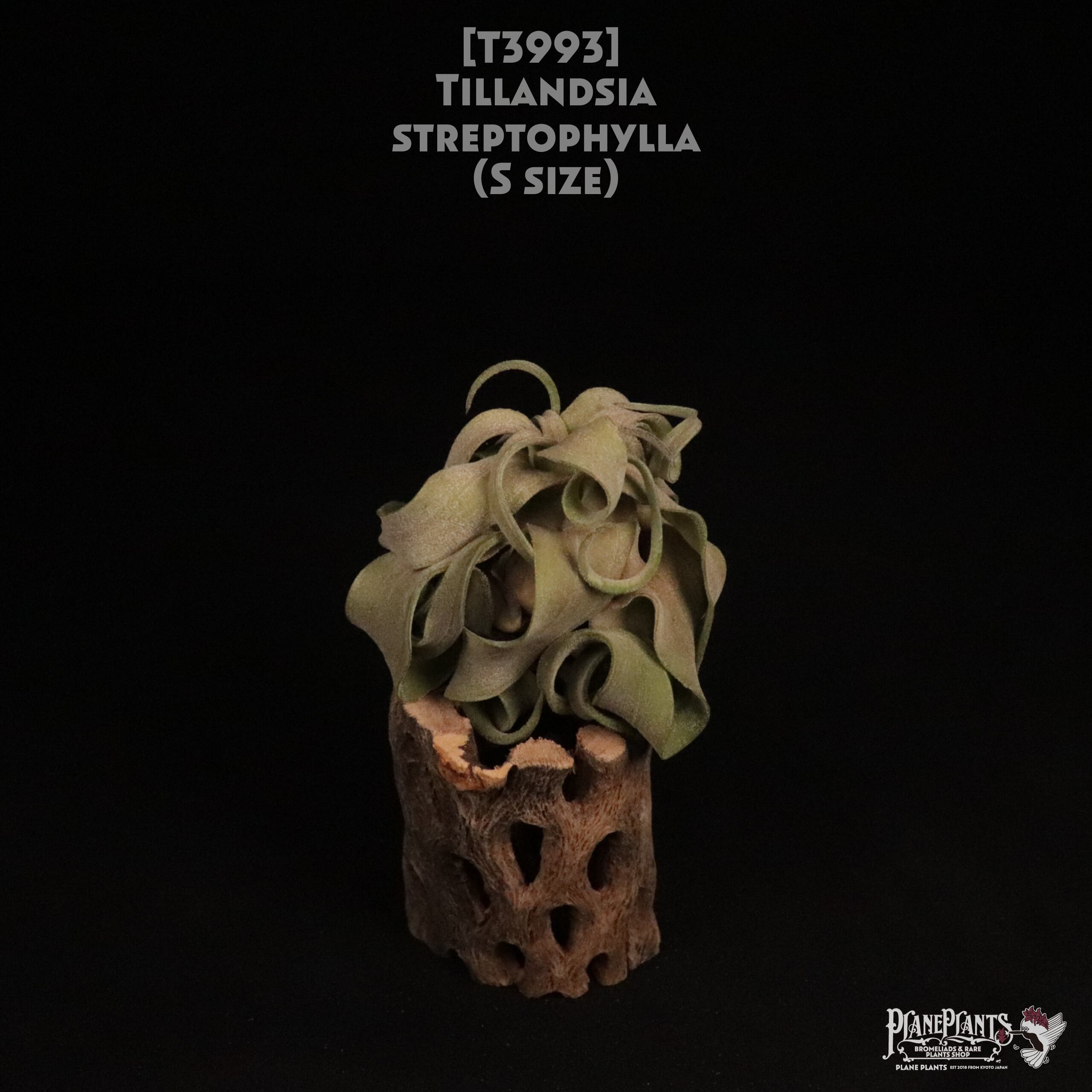 【送料無料】streptophylla S〔エアプランツ〕現品発送T3993