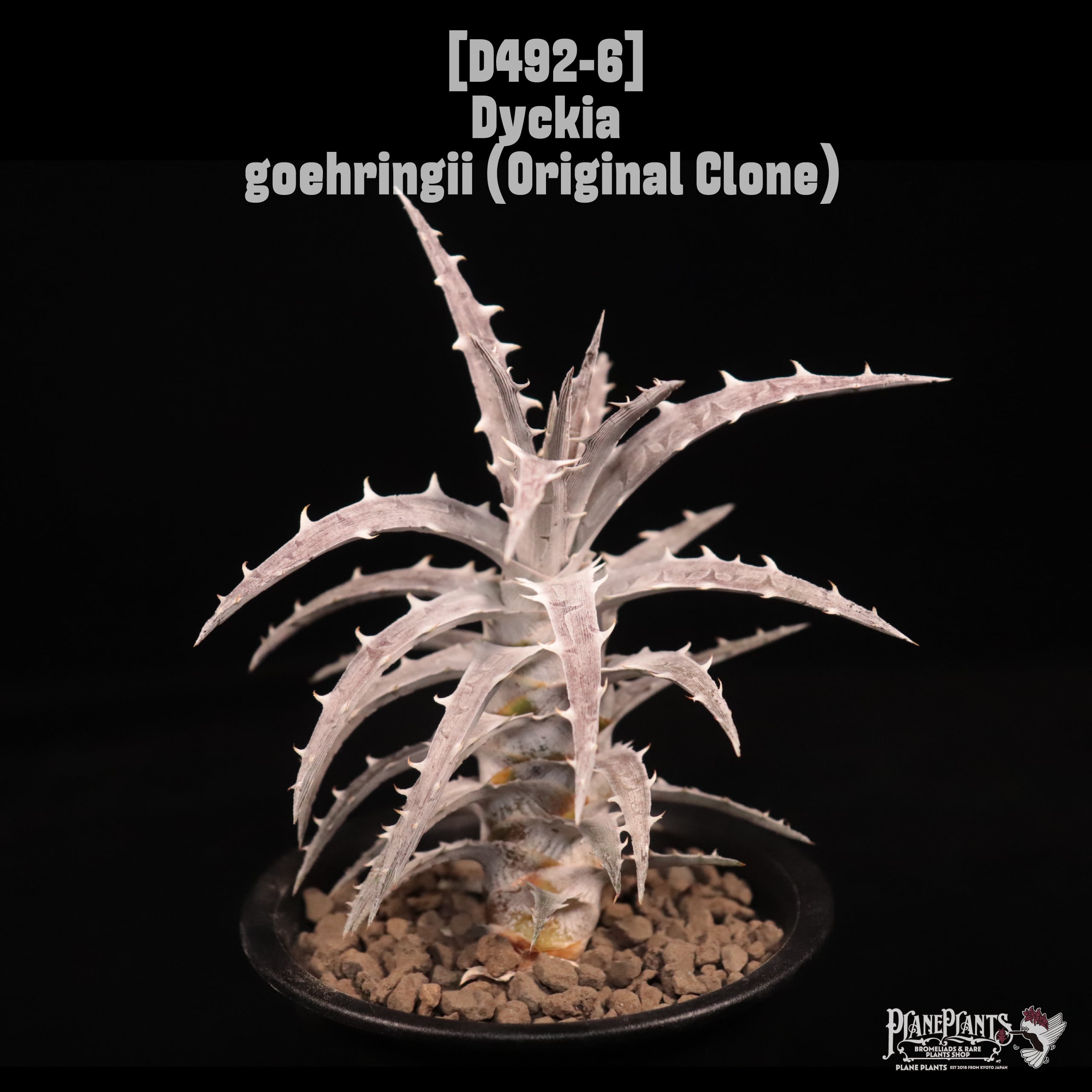 Dyckia goehringii (Original Clone)〔ディッキア〕D492-6