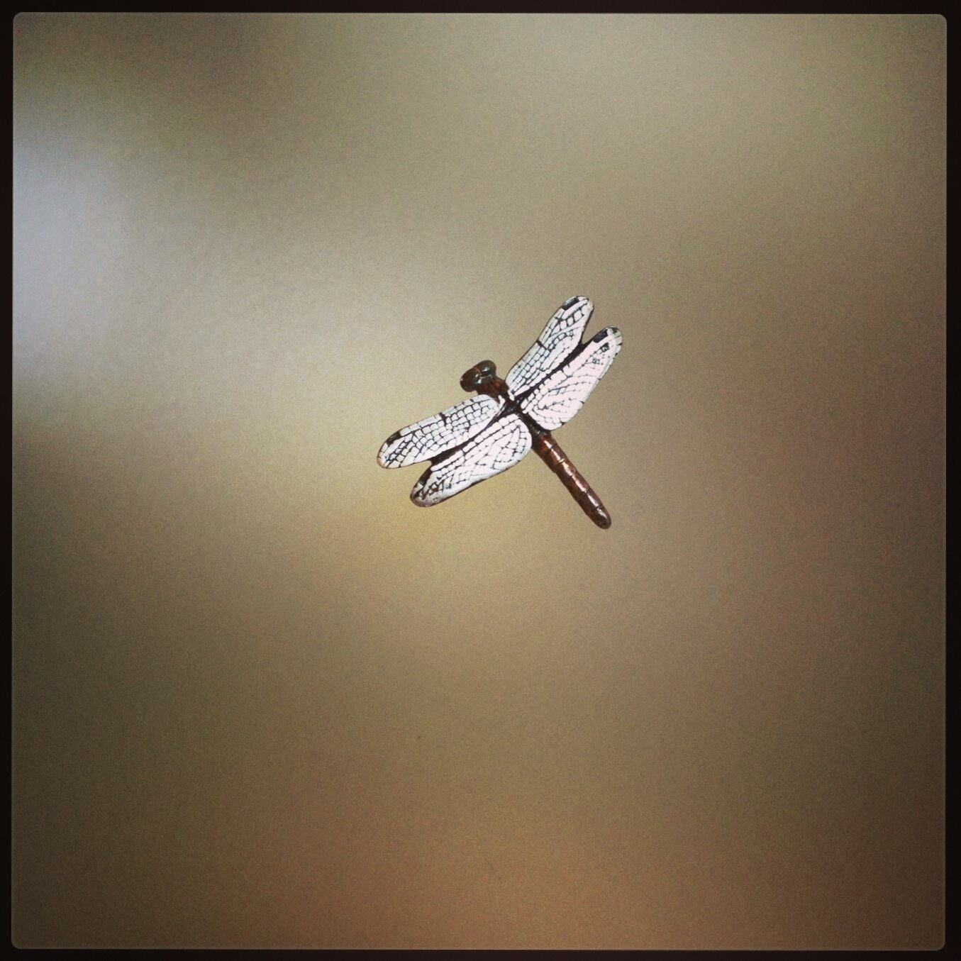 SV925】トンボバッジ | aiai生物部