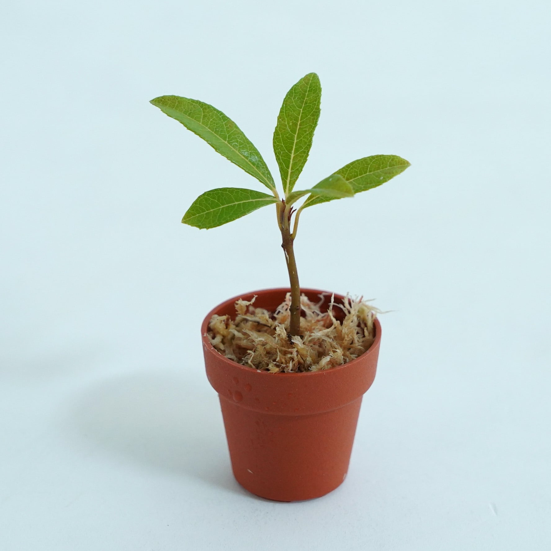 屋久島ヤブコウジArdisia japonica var. yakusimensis 苔テラリウム作製用素材