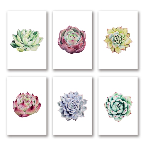 エケベリア ポストカード【6枚セット】/ Echeveria Postcard set