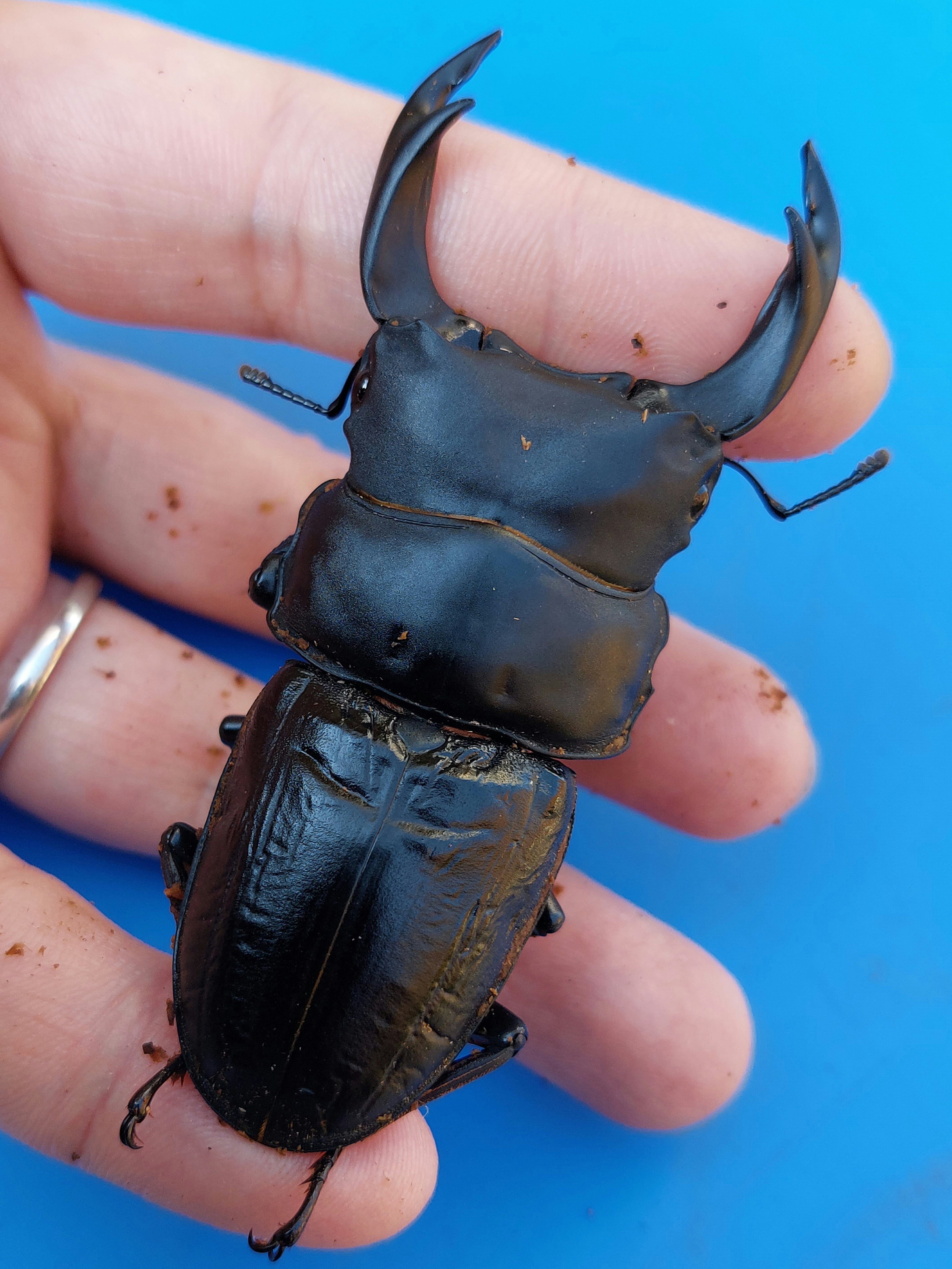 オオクワガタshop ”SHIZUOKA MATUNO KURUME” クワガタ販売