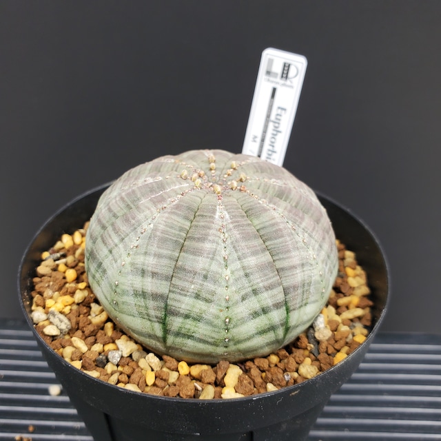 【ノーマルMサイズ】Euphorbia obesa ユーフォルビア オベサ