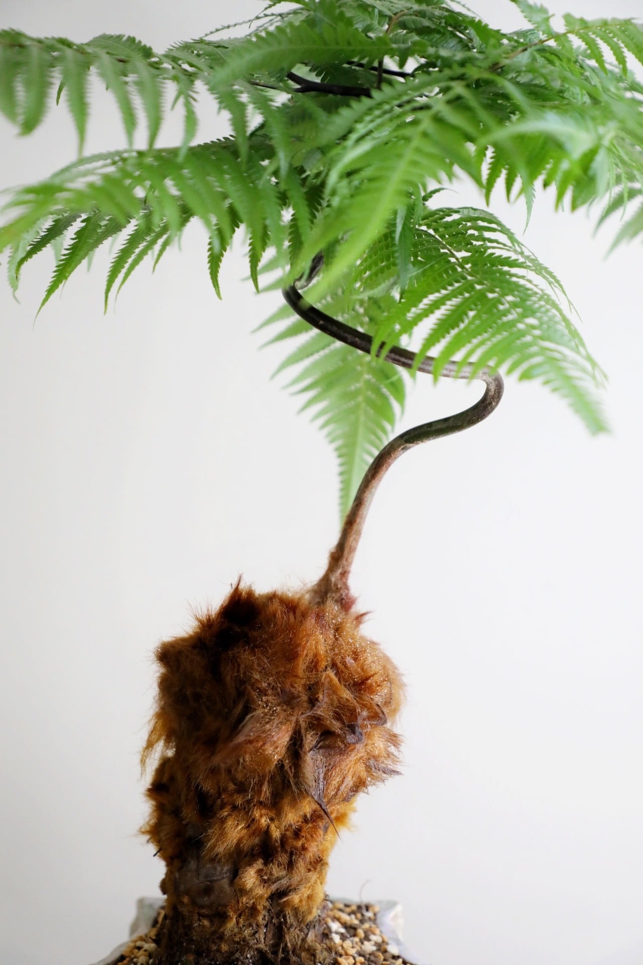 M】金毛狗-キンモウコウ-/Golden chicken fern | 【厳選植物・器