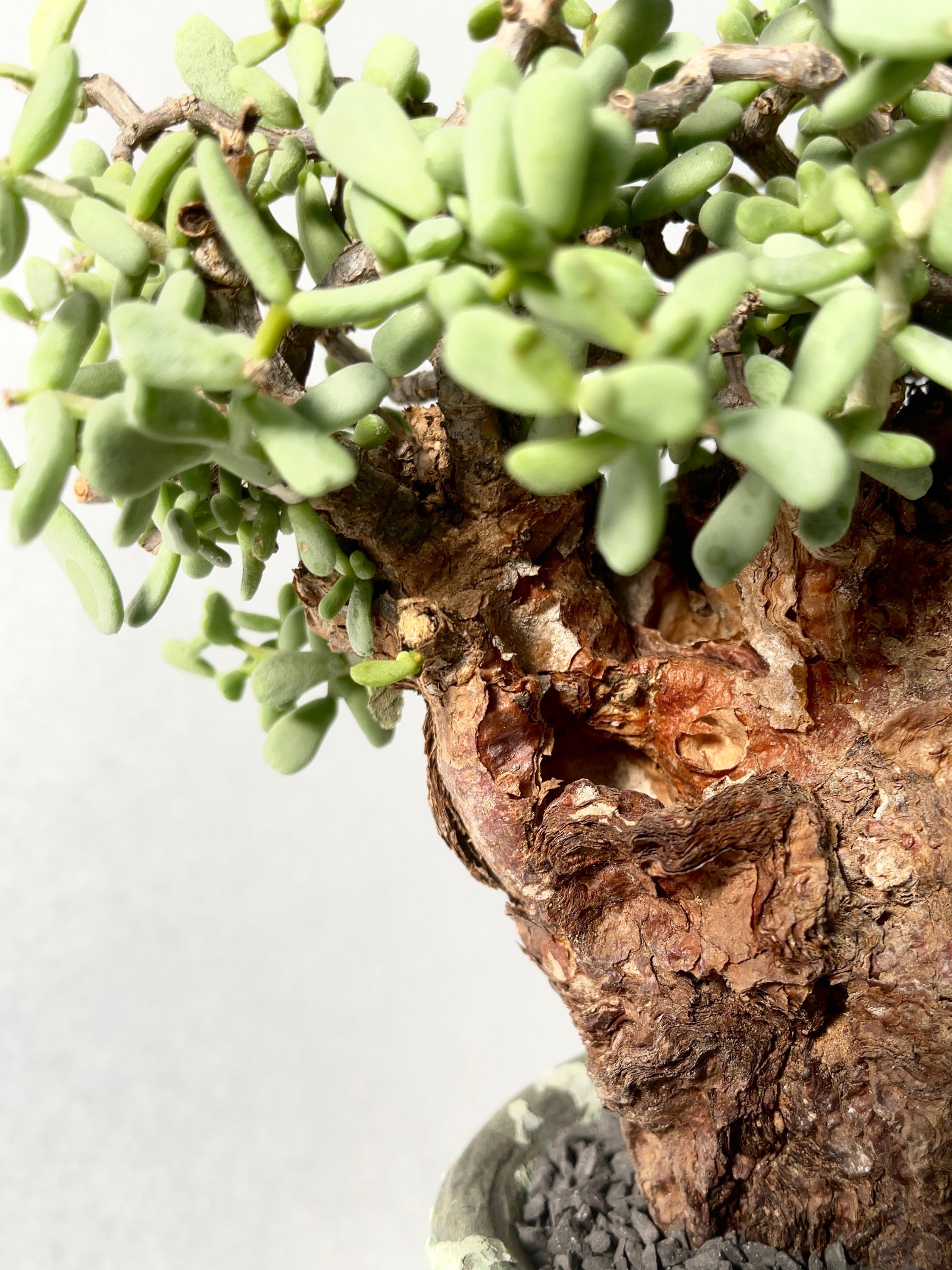 ケラリア・ピグマエア | trigger