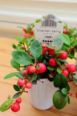 ☆希少☆ アジュガ 『アークティックフォックス』 3寸 苗