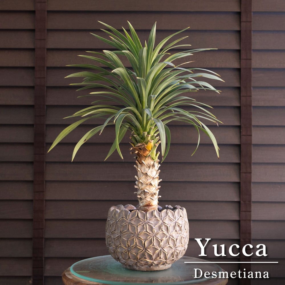 ユッカ デスメティアーナ Yucca Desmetiana ヤシ 幹立ち 5号 陶器鉢 1018GG