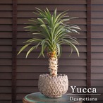 ユッカ デスメティアーナ Yucca Desmetiana ヤシ 幹立ち 5号 陶器鉢 1018GG