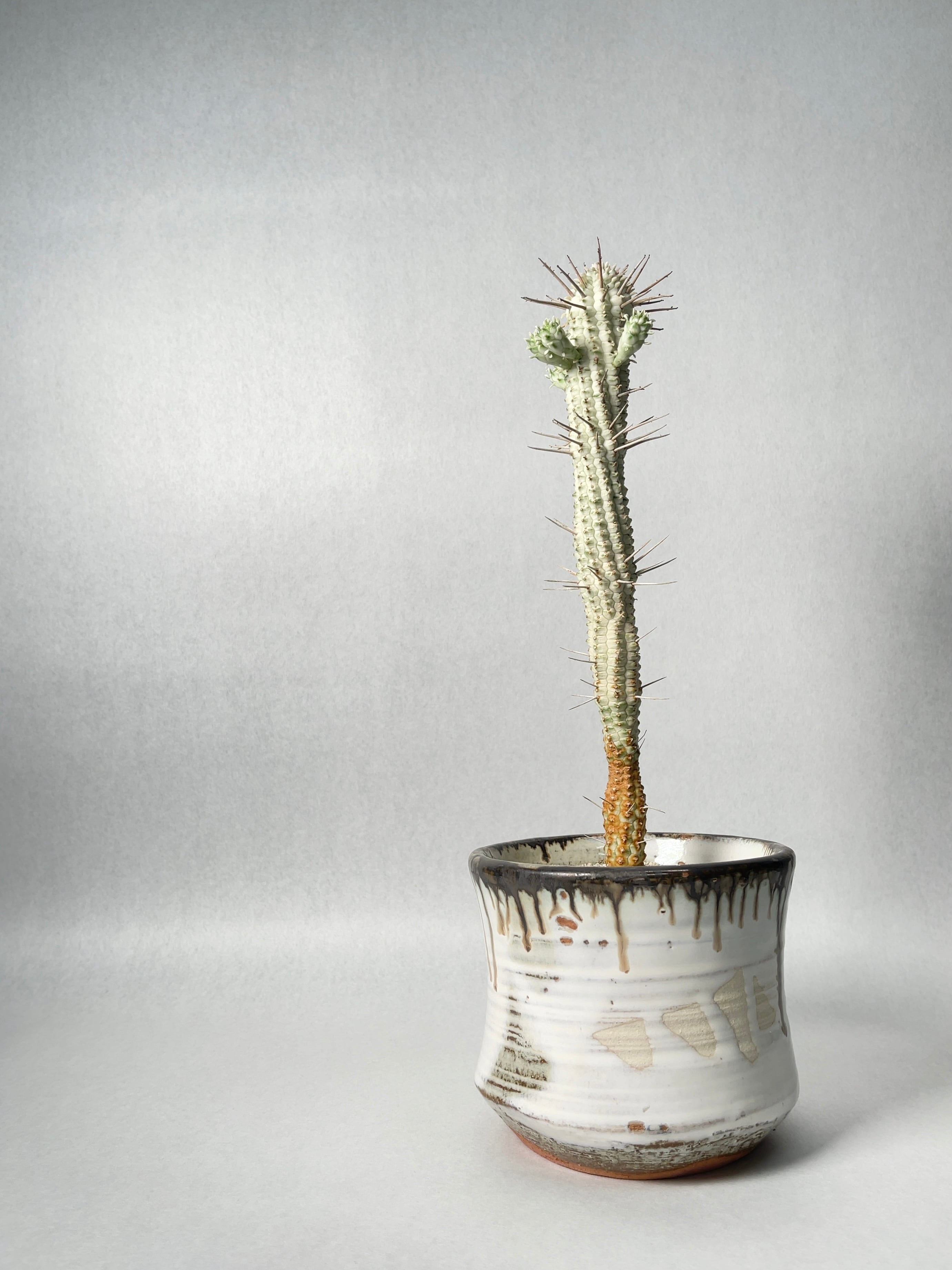 ユーフォルビア・白樺キリン | trigger