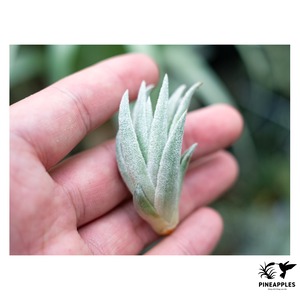 Tillandsia gardneri var. rupicola x sprengeliana