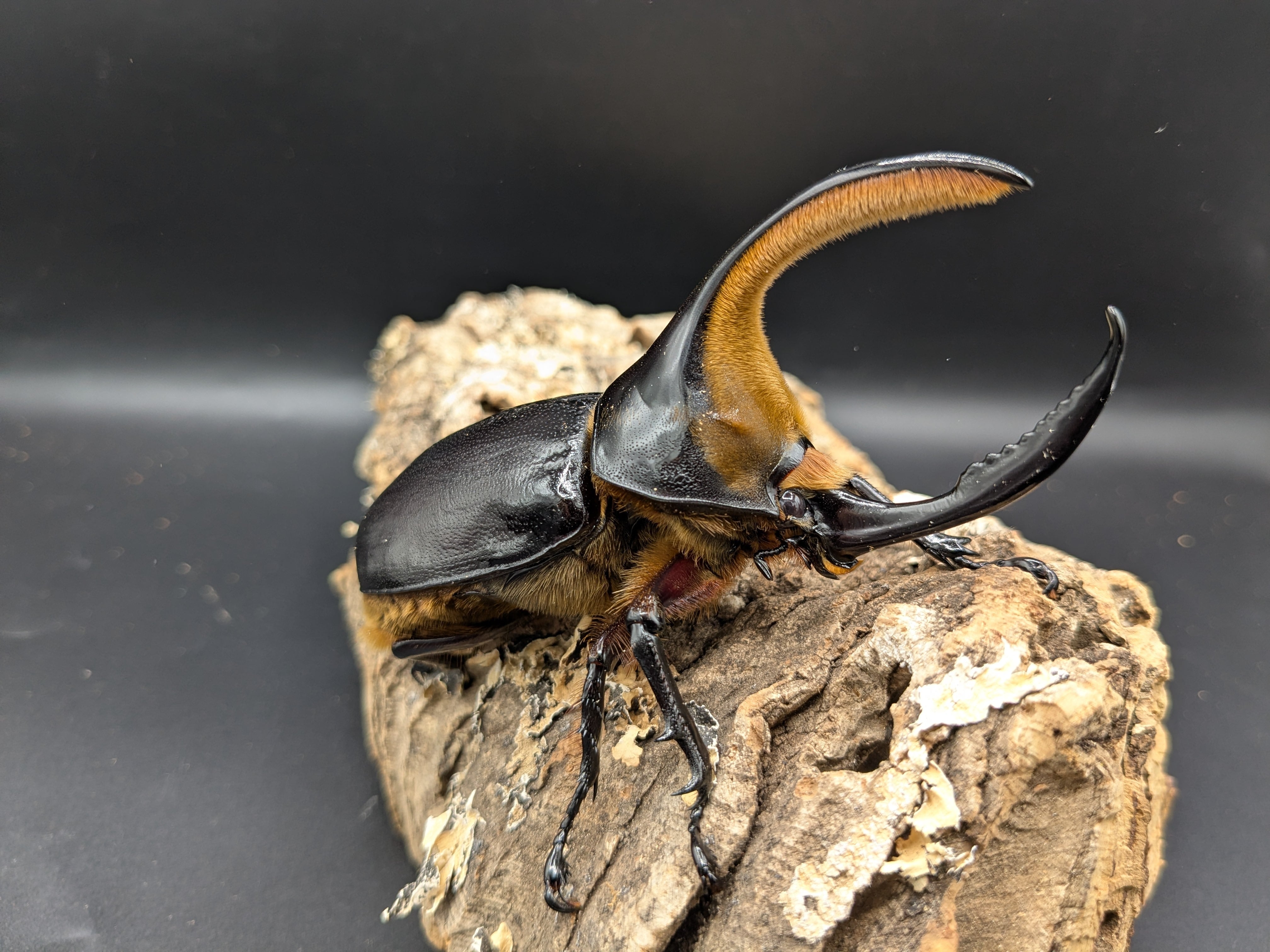 サタンオオカブト ♂102ミリ♀フリー | クワガタムシ・カブトムシ専門