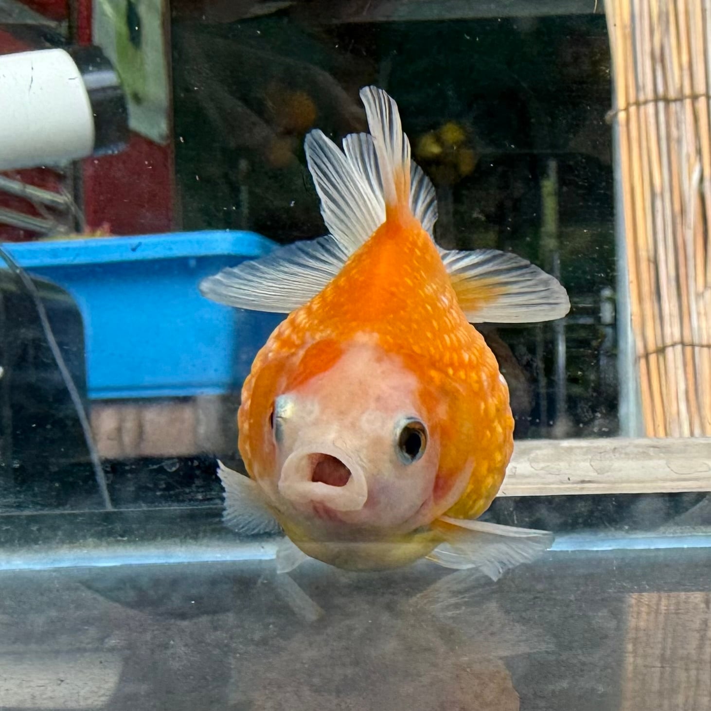 金魚【ピンポンパール】 金魚【国産】ピンポンパール 1匹 1cm〜3cm前後 金魚 パールスケール