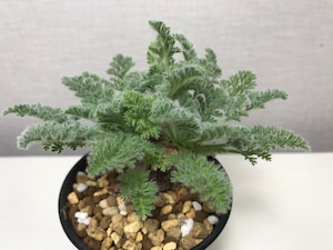 ペラルゴニウム アッペンディクラツム