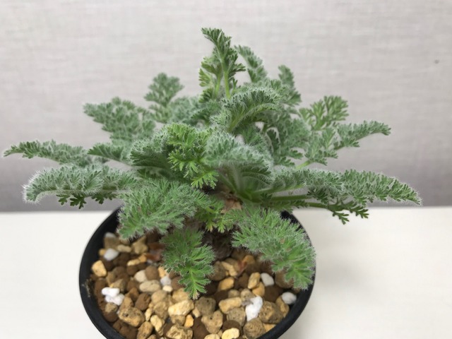 ペラルゴニウム アッペンディクラツム