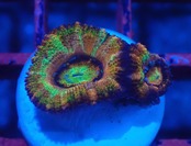 Loadhowensis Rainbow 2