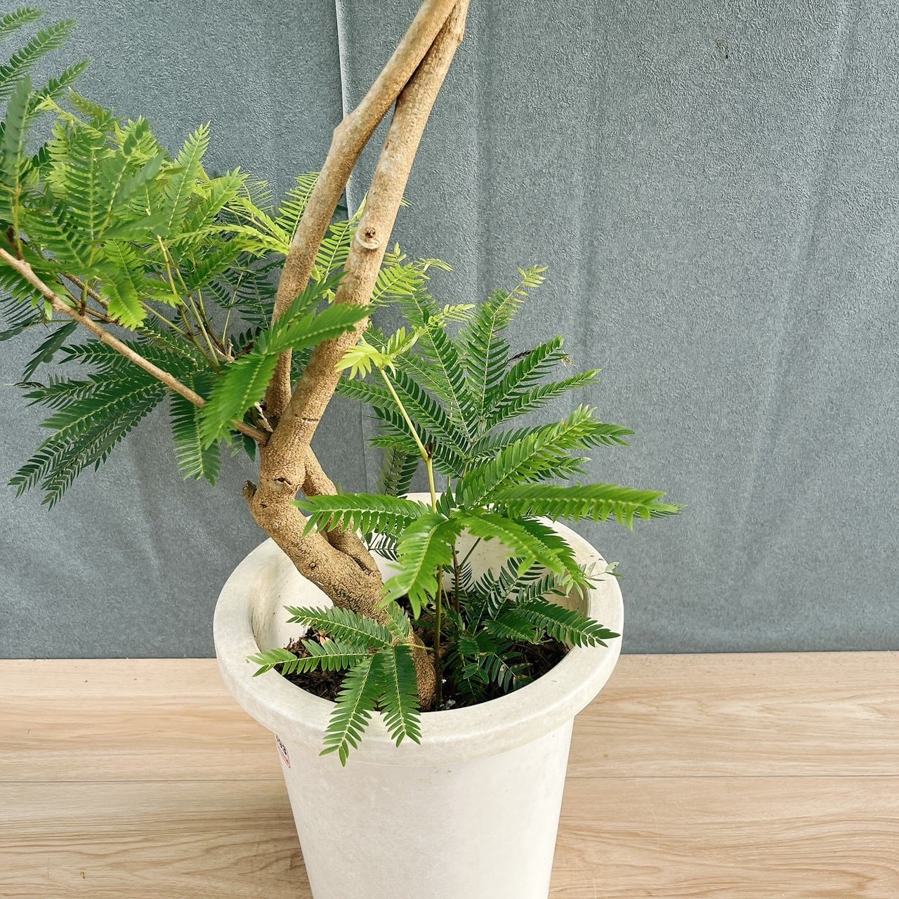 ［現品］2番　エバーフレッシュ　曲がり　8号　観葉植物　室内　大型　人気 現品］2番 エバーフレッシュ 曲がり 8号 観葉植物 室内 大型 人気