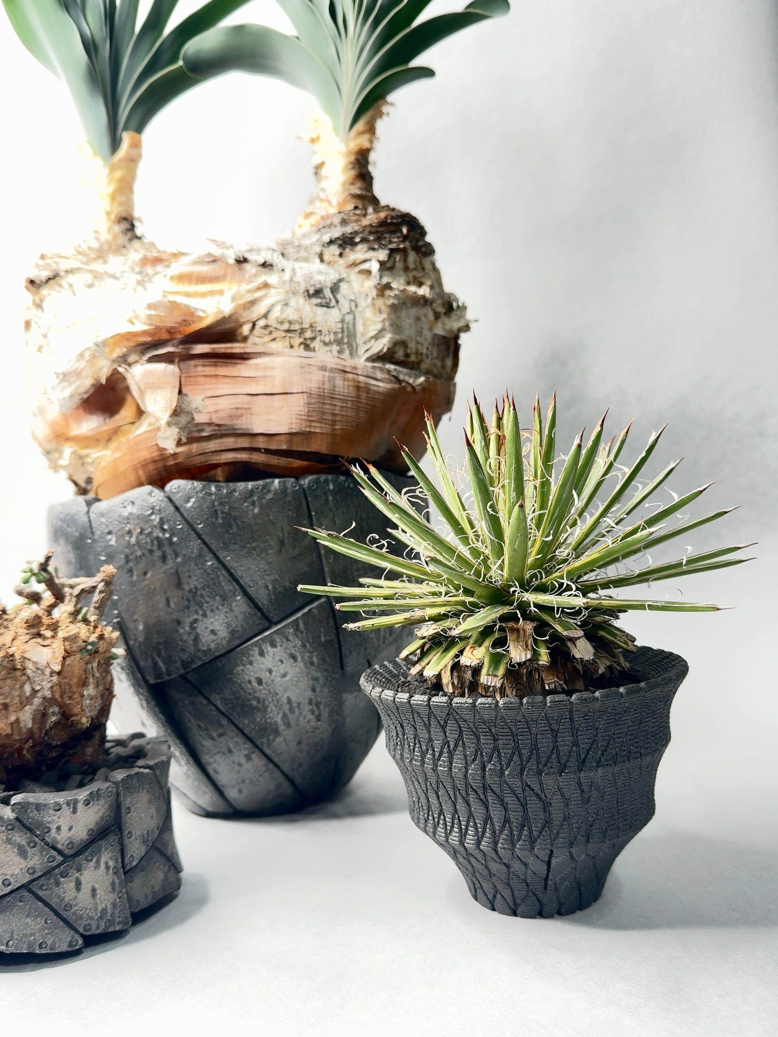 ブーファン・ハエマンソイデス(ダブルヘッド) | trigger