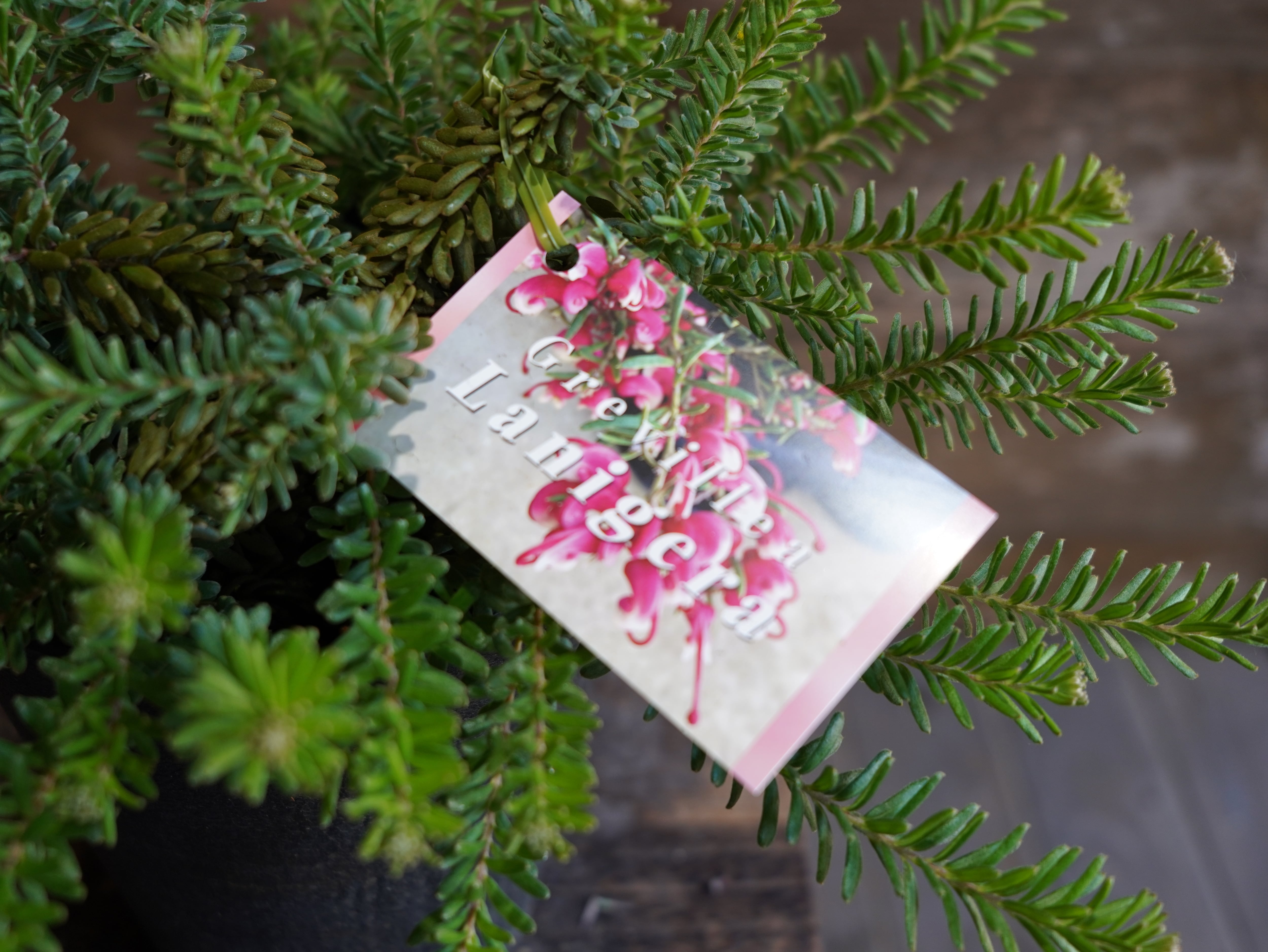 グレビレア　”ラニゲラ”