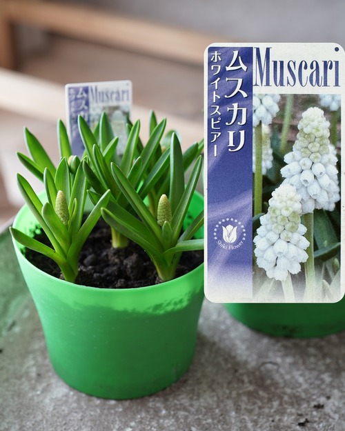ムスカリ 白  ホワイトスピアー ５球植え