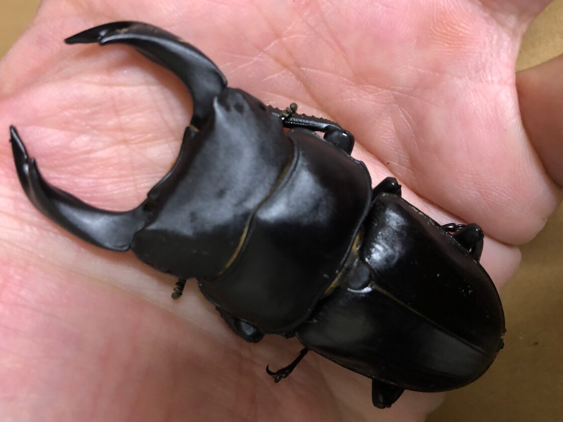 ◇オオクワガタ 能勢産「華王」血統♂74.0 ♀50.1 ♀48.7 新成虫トリオ 