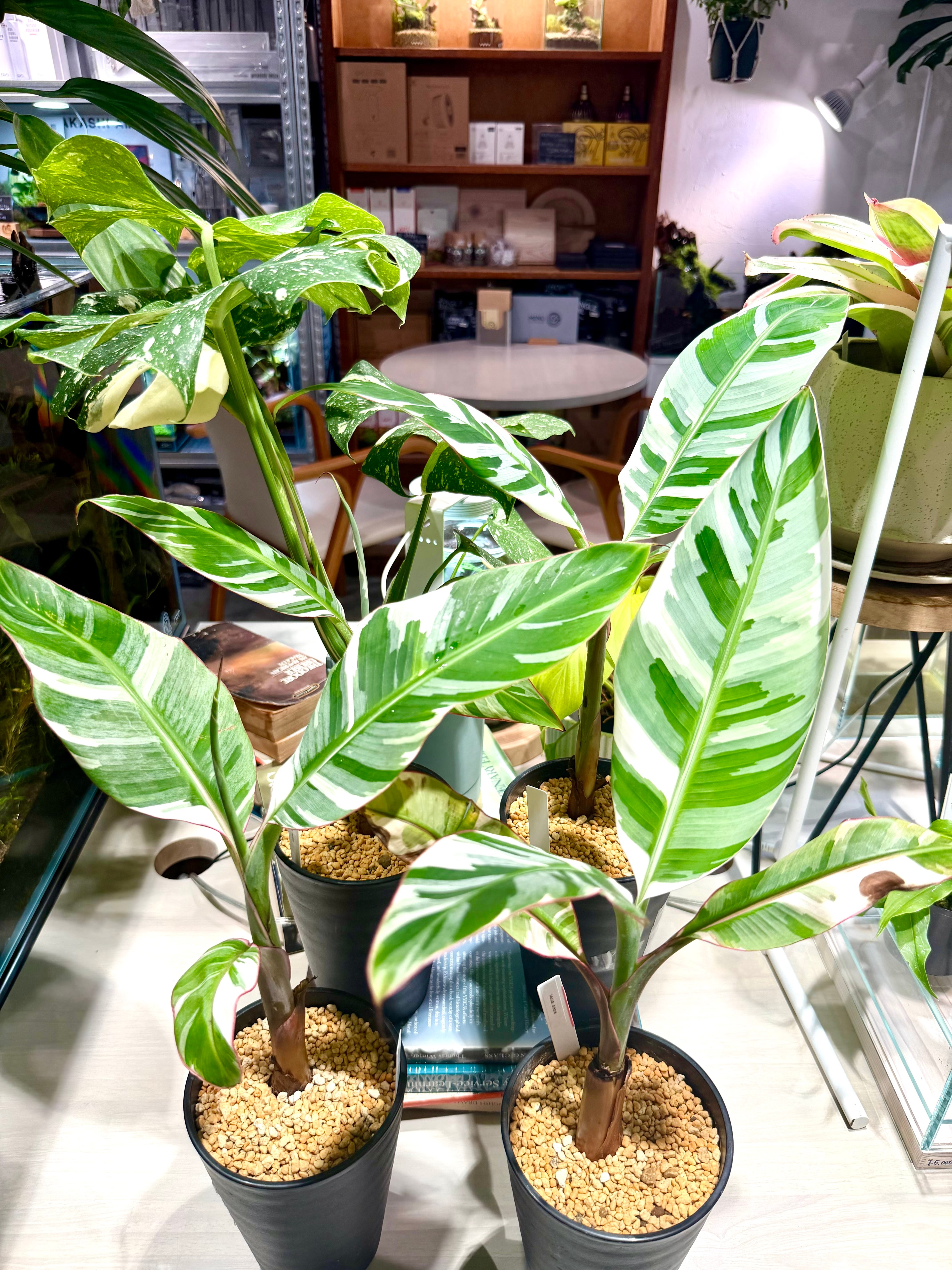 数量限定【超激レア植物E】斑入りのバナナムサアエアエ（ほとんど世に