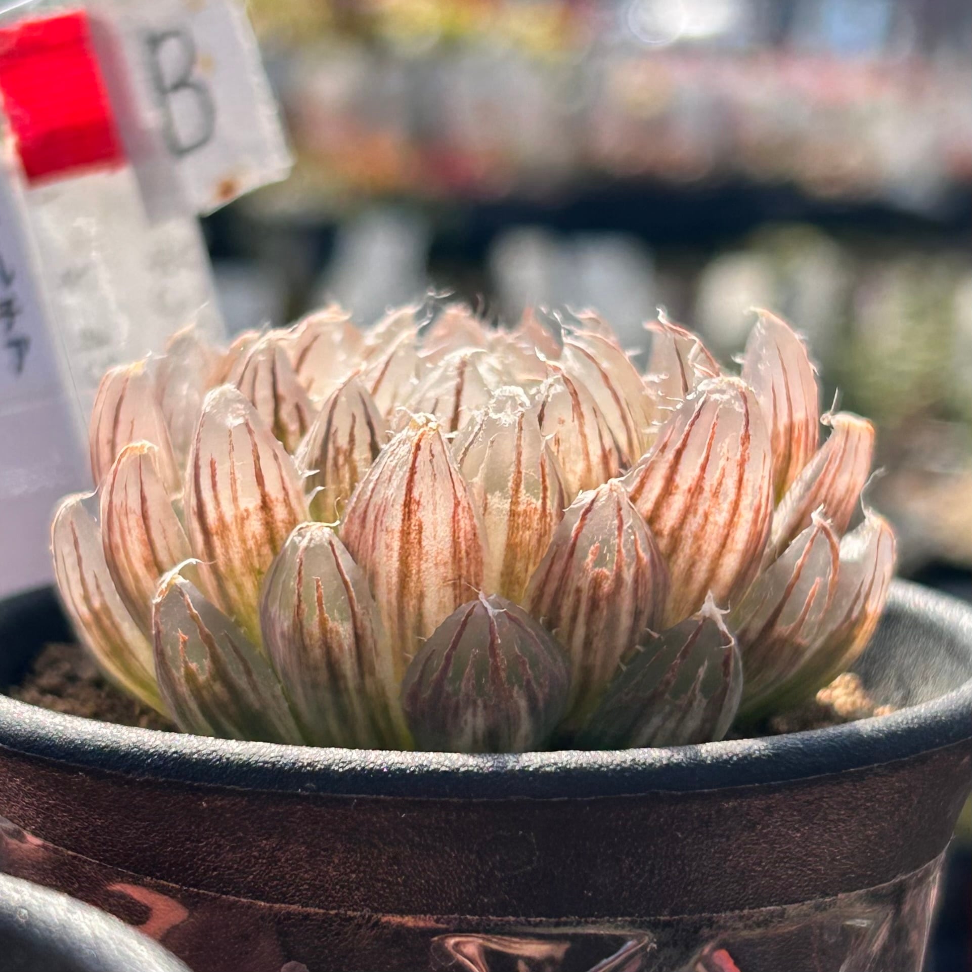錦 | RuPo 多肉植物専門店