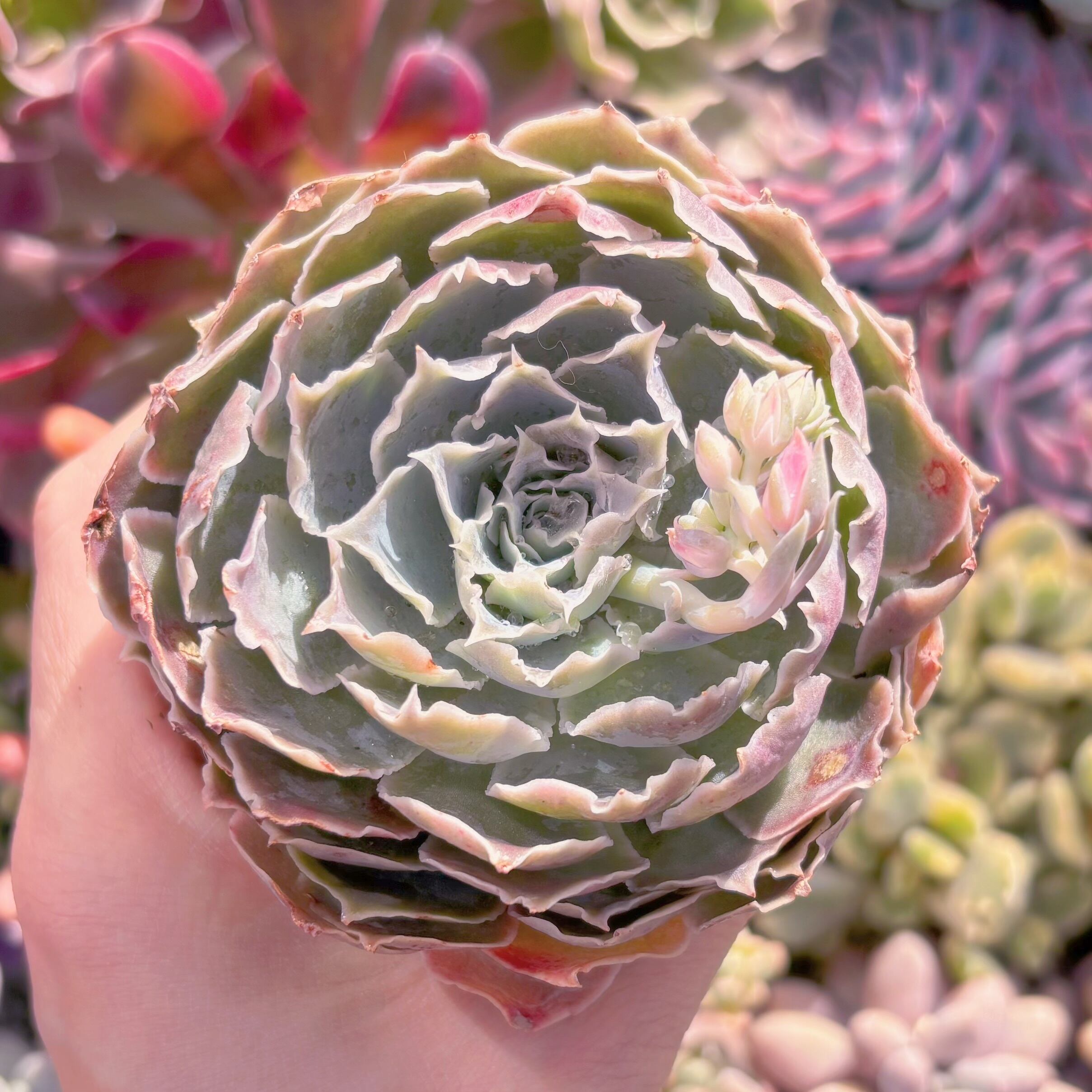 現品　Echeveria 'Laguna Sanchez'#2227　るる農園