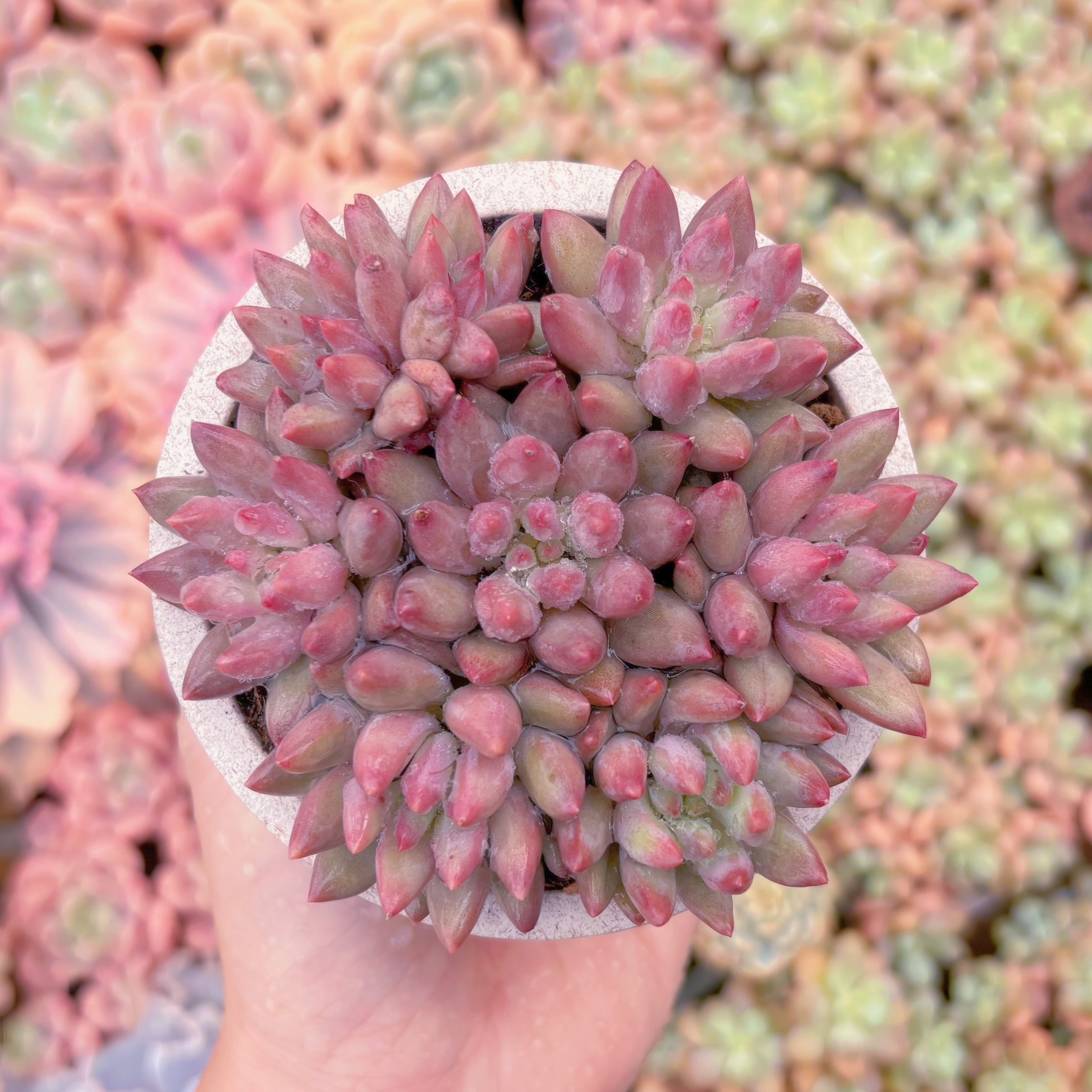 多肉植物　金魚姫(7苗)　新入荷　るる農園