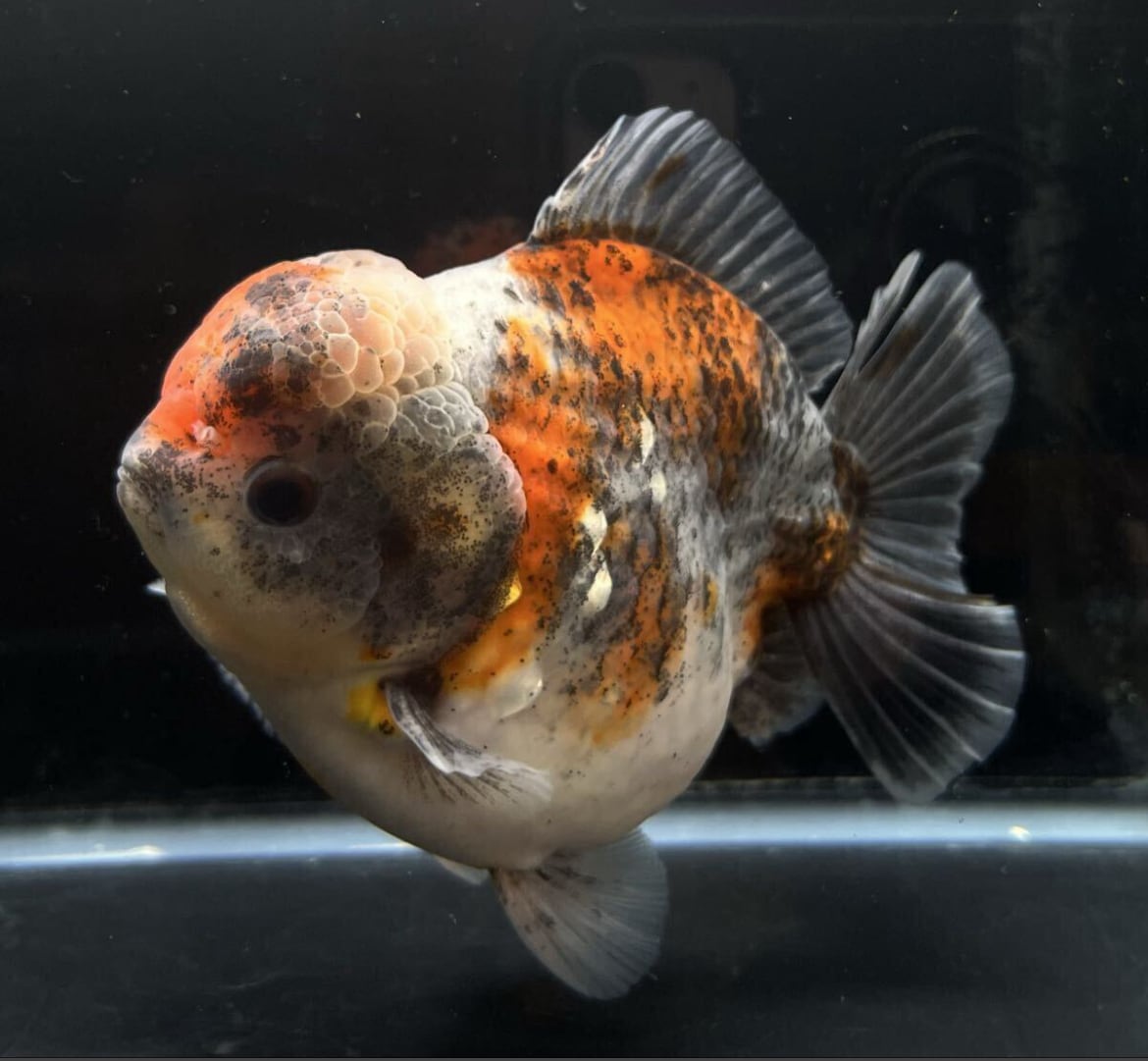 中国便 ブラック 五色 オランダ 銀鱗 二歳 No2