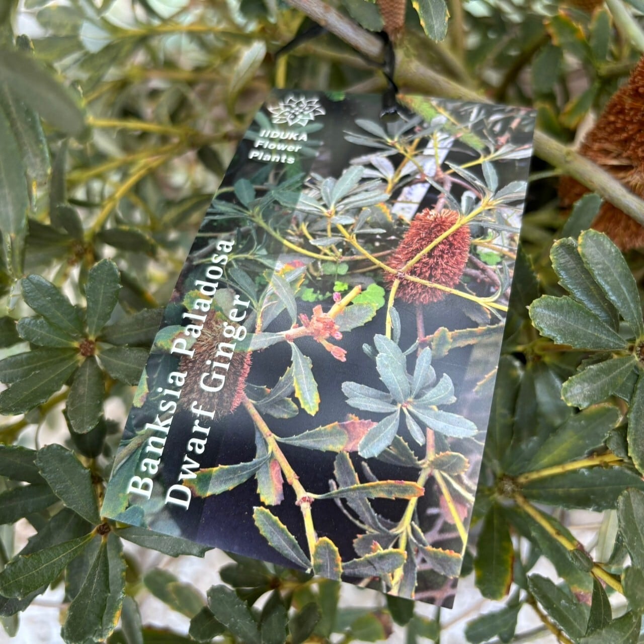 希少 バンクシア パラドーサ ドワーフジンジャー Banksia 矮小種 這性 Amazon.co.jp: バンクシア パラドーサ・ドワーフジンジャー 7号鉢