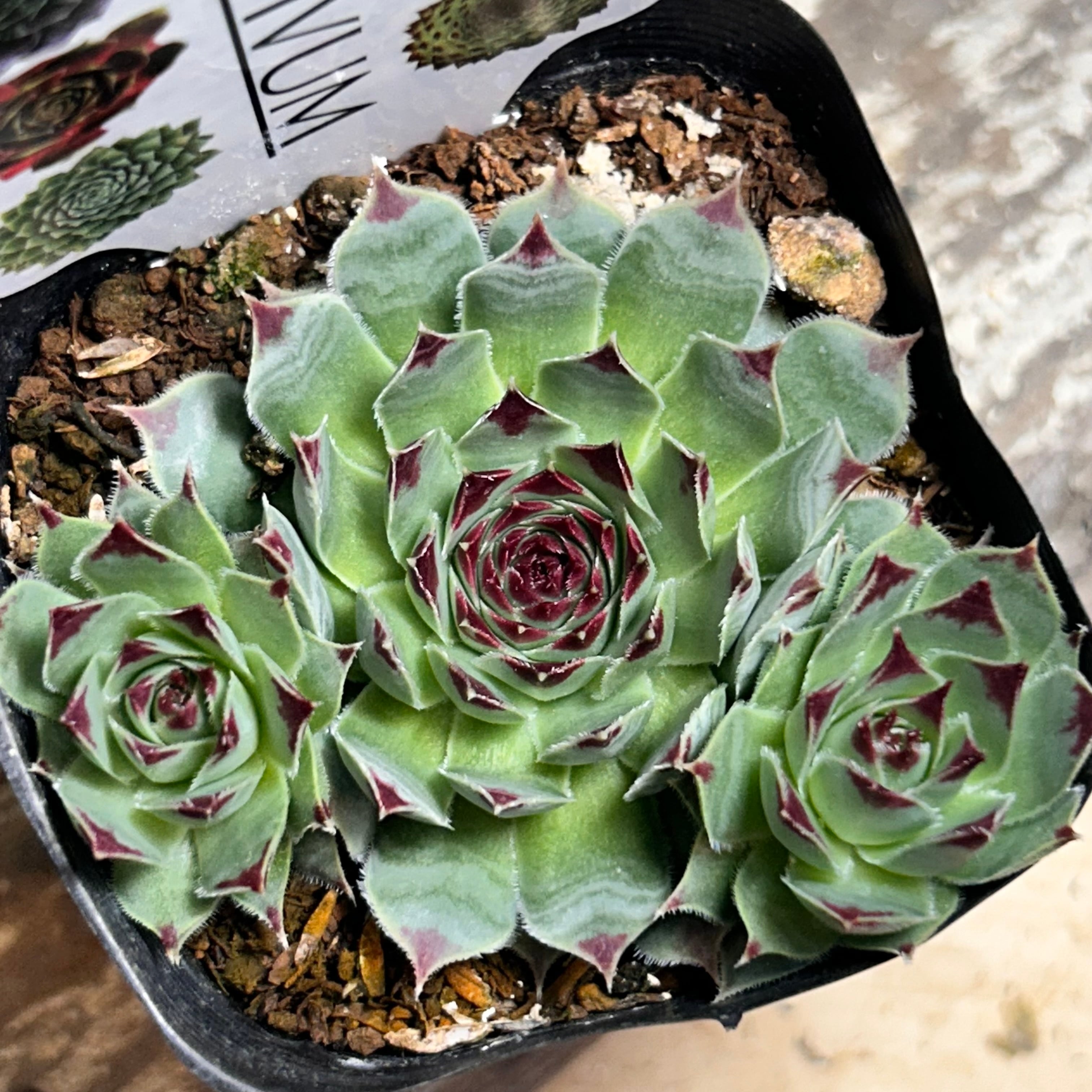 カルカレウム 二グラム センペル | RuPo 多肉植物専門店