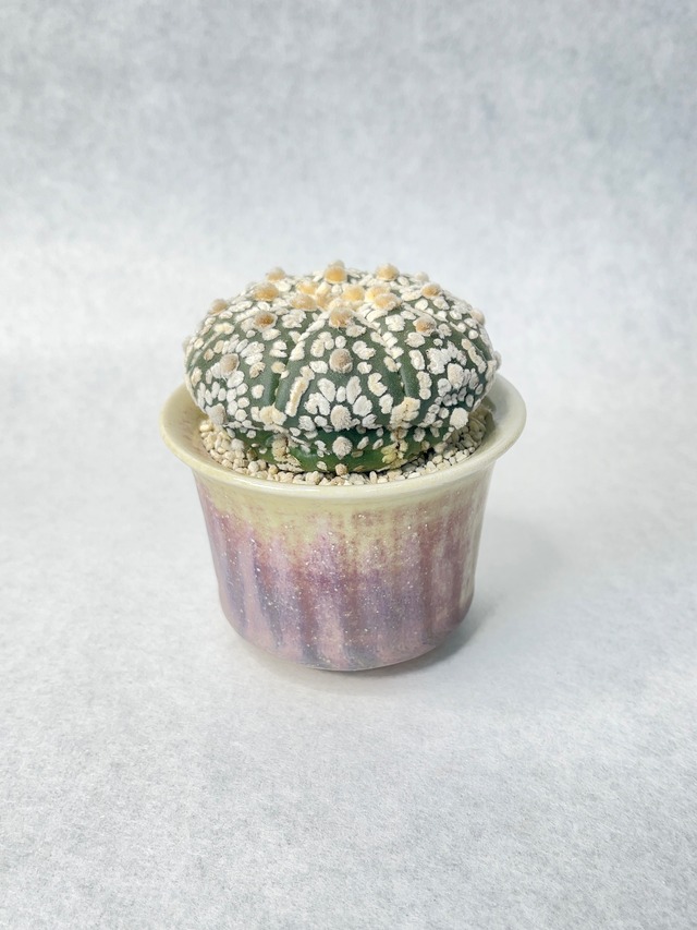 アストロフィツム・スーパー兜