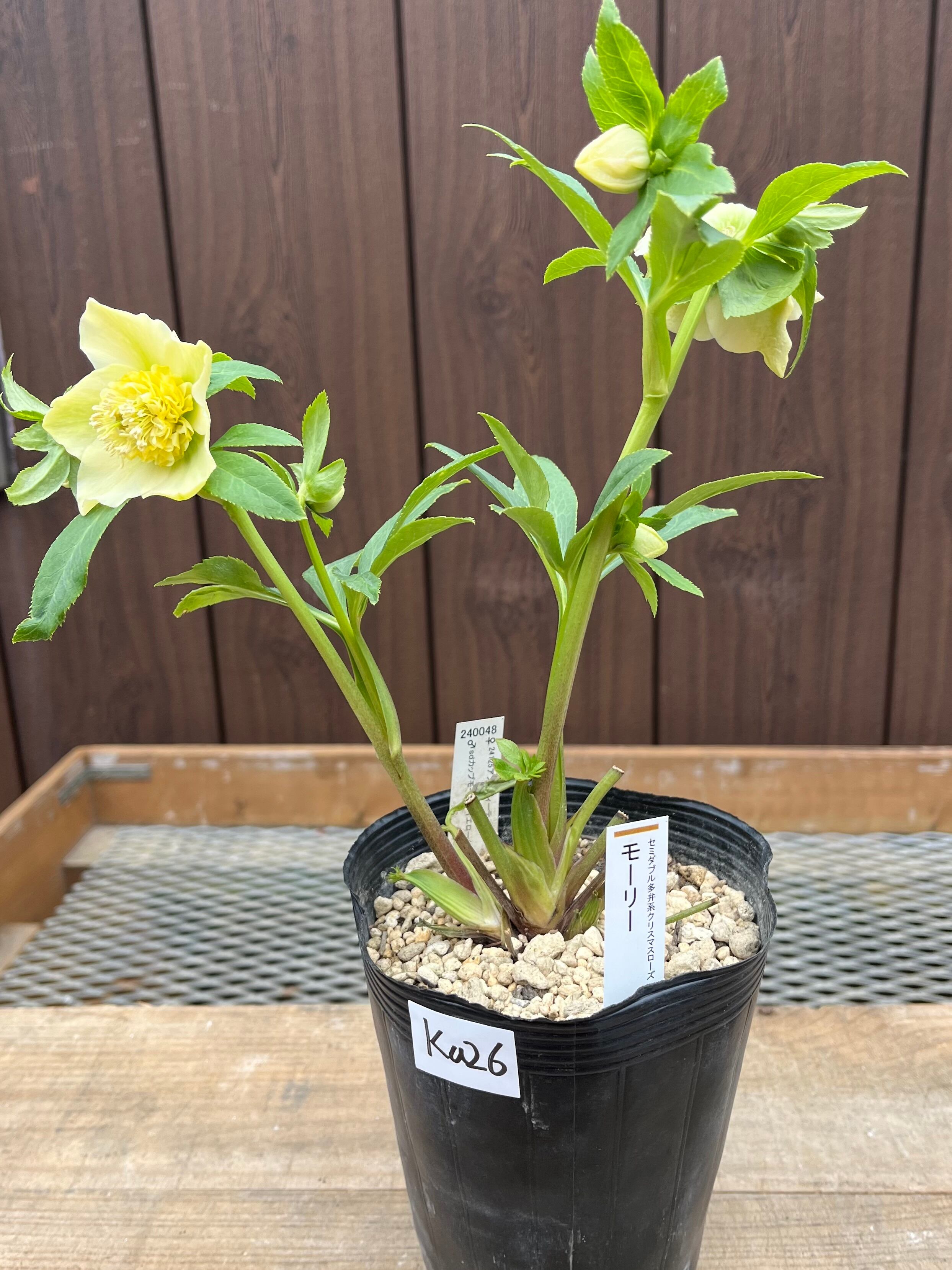 花入3点 Z/X(ゼクス) | トレカQueen(クイーン)