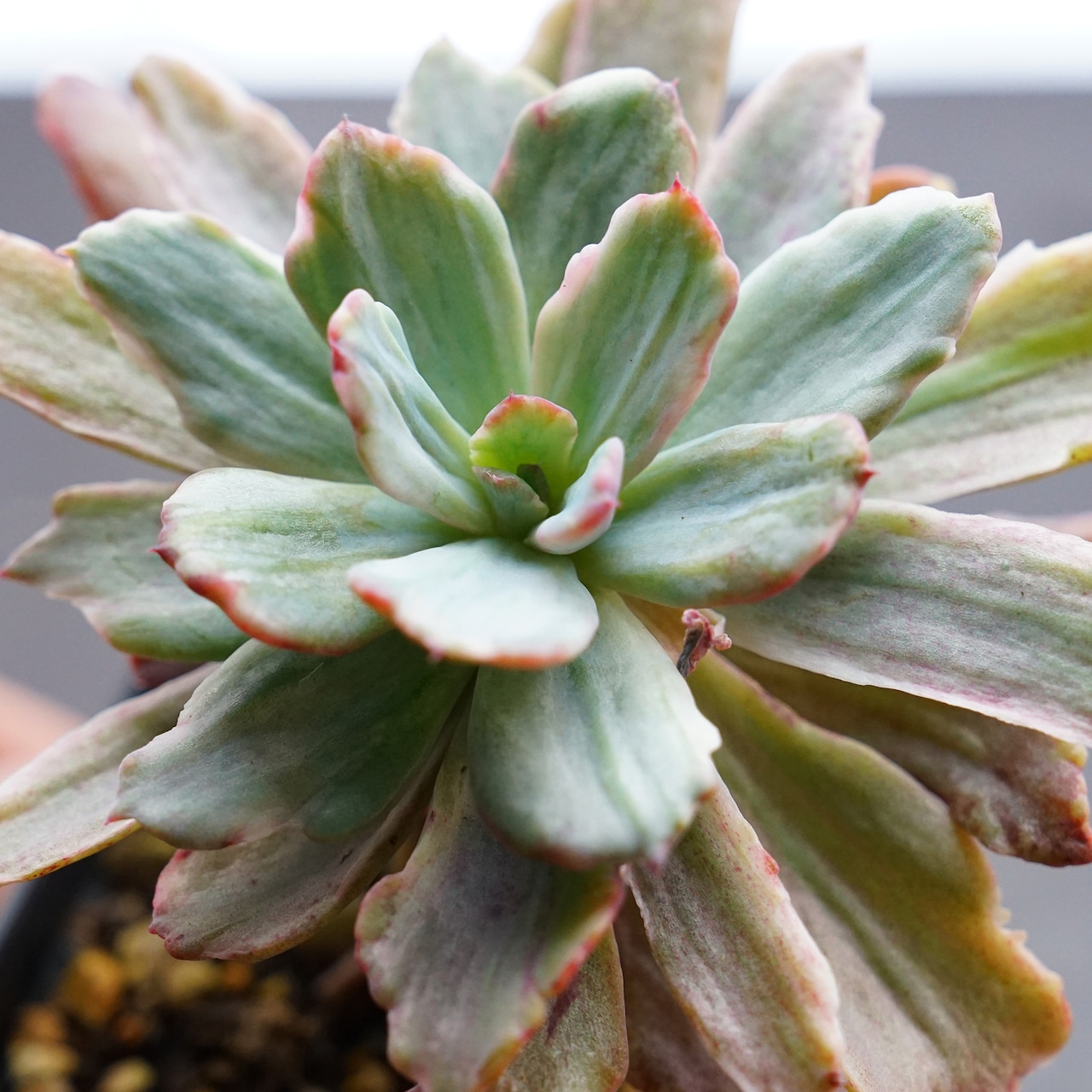 選べる抜き苗 ホルウェイ錦 大株群生1〜6頭 Echeveria 'Holwayi Variegated'