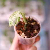 Monstera adansonii Mottled / モンステラ アダンソニー ミント㉔ / 観葉植物<育て方・花言葉>