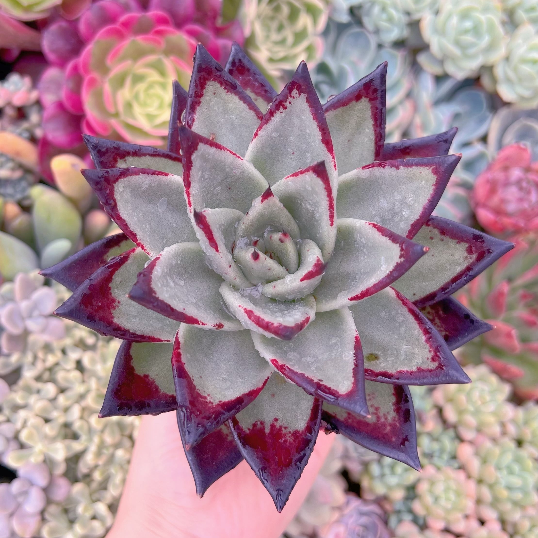 現品　黒魔王#275　特大苗　るる農園