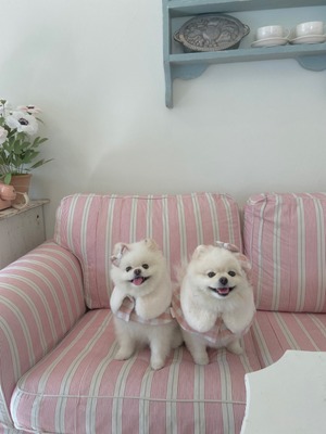 即納【Hi Yeboo】Classic Check Cape Acc  (ベレー帽)